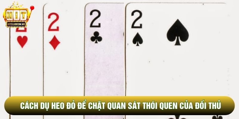 Cách dụ heo đỏ để chặt quan sát thói quen của đối thủ Cách dụ heo đỏ để chặt quan sát thói quen của đối thủ