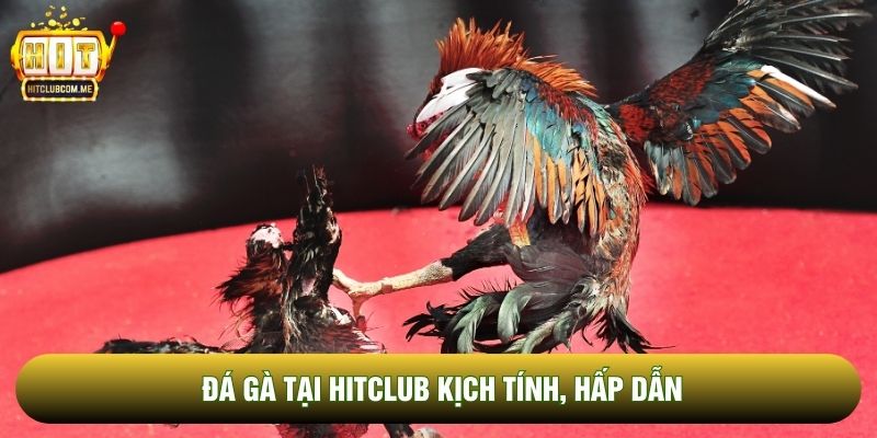 Đá gà tại Hitclub kịch tính, hấp dẫn